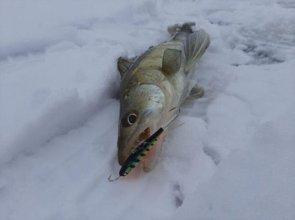 Балансир Lucky John NORDIC 6 60мм, 36гр., 103 для рыбалки, Балансир Lucky John NORDIC 6 60мм, 36гр., 103 отзывы, Балансир Lucky John NORDIC 6 60мм, 36гр., 103 купить, Балансир Lucky John NORDIC 6 60мм, 36гр., 103 купить в интернет магазине, Балансир Lucky John NORDIC 6 60мм, 36гр., 103 выбрать, Балансир Lucky John NORDIC 6 60мм, 36гр., 103 обзор, Балансир Lucky John NORDIC 6 60мм, 36гр., 103 купить в розничном магазине