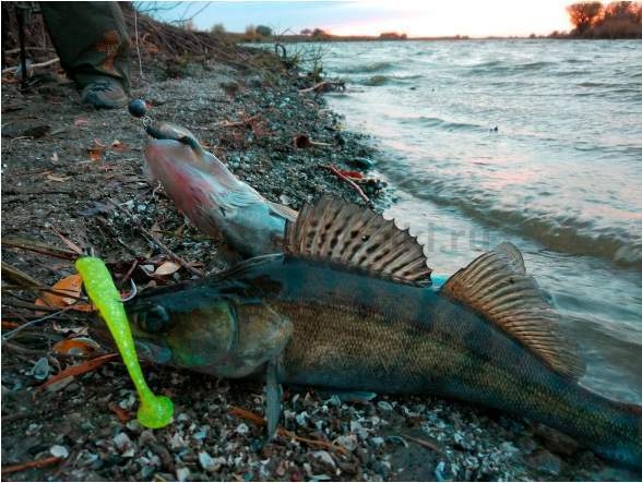 Виброхвост LUCKY JOHN Pro Series LONG JOHN 3.1in 7.9см, цвет T47, 8шт. для рыбалки, Виброхвост LUCKY JOHN Pro Series LONG JOHN 3.1in 7.9см, цвет T47, 8шт. отзывы, Виброхвост LUCKY JOHN Pro Series LONG JOHN 3.1in 7.9см, цвет T47, 8шт. купить, Виброхвост LUCKY JOHN Pro Series LONG JOHN 3.1in 7.9см, цвет T47, 8шт. купить в интернет магазине, Виброхвост LUCKY JOHN Pro Series LONG JOHN 3.1in 7.9см, цвет T47, 8шт. выбрать, Виброхвост LUCKY JOHN Pro Series LONG JOHN 3.1in 7.9см, цвет T47, 8шт. обзор, Виброхвост LUCKY JOHN Pro Series LONG JOHN 3.1in 7.9см, цвет T47, 8шт. купить в розничном магазине