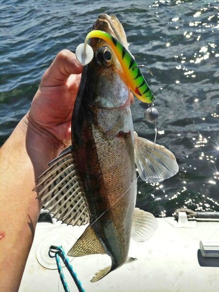 Виброхвост Lucky John 3D Series BASARA SOFT SWIM 3.5in 8,89см, цвет PG13, 6шт. для рыбалки, Виброхвост Lucky John 3D Series BASARA SOFT SWIM 3.5in 8,89см, цвет PG13, 6шт. отзывы, Виброхвост Lucky John 3D Series BASARA SOFT SWIM 3.5in 8,89см, цвет PG13, 6шт. купить, Виброхвост Lucky John 3D Series BASARA SOFT SWIM 3.5in 8,89см, цвет PG13, 6шт. купить в интернет магазине, Виброхвост Lucky John 3D Series BASARA SOFT SWIM 3.5in 8,89см, цвет PG13, 6шт. выбрать, Виброхвост Lucky John 3D Series BASARA SOFT SWIM 3.5in 8,89см, цвет PG13, 6шт. обзор, Виброхвост Lucky John 3D Series BASARA SOFT SWIM 3.5in 8,89см, цвет PG13, 6шт. купить в розничном магазине