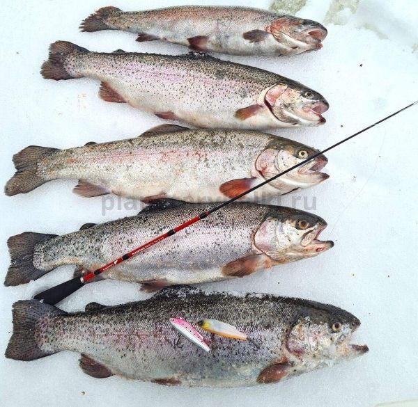 Удилище телескопическое зимнее Salmo Diamond PERCH TELE 0,52м, тест 8-30гр. для рыбалки, Удилище телескопическое зимнее Salmo Diamond PERCH TELE 0,52м, тест 8-30гр. отзывы, Удилище телескопическое зимнее Salmo Diamond PERCH TELE 0,52м, тест 8-30гр. купить, Удилище телескопическое зимнее Salmo Diamond PERCH TELE 0,52м, тест 8-30гр. купить в интернет магазине, Удилище телескопическое зимнее Salmo Diamond PERCH TELE 0,52м, тест 8-30гр. выбрать, Удилище телескопическое зимнее Salmo Diamond PERCH TELE 0,52м, тест 8-30гр. обзор, Удилище телескопическое зимнее Salmo Diamond PERCH TELE 0,52м, тест 8-30гр. купить в розничном магазине