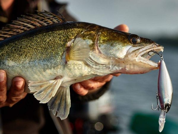 Воблер плавающий LUCKY JOHN ORIGINAL SHAD-X F 80мм, 13гр., 2,3м, цвет 003 для рыбалки, Воблер плавающий LUCKY JOHN ORIGINAL SHAD-X F 80мм, 13гр., 2,3м, цвет 003 отзывы, Воблер плавающий LUCKY JOHN ORIGINAL SHAD-X F 80мм, 13гр., 2,3м, цвет 003 купить, Воблер плавающий LUCKY JOHN ORIGINAL SHAD-X F 80мм, 13гр., 2,3м, цвет 003 купить в интернет магазине, Воблер плавающий LUCKY JOHN ORIGINAL SHAD-X F 80мм, 13гр., 2,3м, цвет 003 выбрать, Воблер плавающий LUCKY JOHN ORIGINAL SHAD-X F 80мм, 13гр., 2,3м, цвет 003 обзор, Воблер плавающий LUCKY JOHN ORIGINAL SHAD-X F 80мм, 13гр., 2,3м, цвет 003 купить в розничном магазине