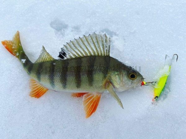 Балансир Lucky John NORDIC 4 40мм, 12гр., 29 для рыбалки, Балансир Lucky John NORDIC 4 40мм, 12гр., 29 отзывы, Балансир Lucky John NORDIC 4 40мм, 12гр., 29 купить, Балансир Lucky John NORDIC 4 40мм, 12гр., 29 купить в интернет магазине, Балансир Lucky John NORDIC 4 40мм, 12гр., 29 выбрать, Балансир Lucky John NORDIC 4 40мм, 12гр., 29 обзор, Балансир Lucky John NORDIC 4 40мм, 12гр., 29 купить в розничном магазине