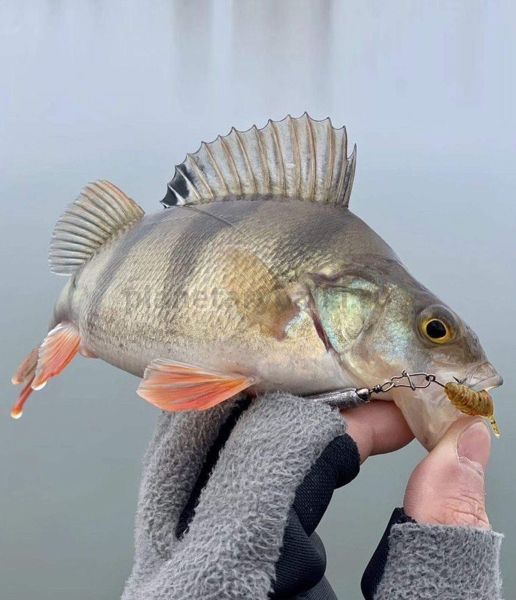 Слаги Lucky John Pro Series ULTRAWORM 1,4in 3.5см, цвет PA19, 12шт. для рыбалки, Слаги Lucky John Pro Series ULTRAWORM 1,4in 3.5см, цвет PA19, 12шт. отзывы, Слаги Lucky John Pro Series ULTRAWORM 1,4in 3.5см, цвет PA19, 12шт. купить, Слаги Lucky John Pro Series ULTRAWORM 1,4in 3.5см, цвет PA19, 12шт. купить в интернет магазине, Слаги Lucky John Pro Series ULTRAWORM 1,4in 3.5см, цвет PA19, 12шт. выбрать, Слаги Lucky John Pro Series ULTRAWORM 1,4in 3.5см, цвет PA19, 12шт. обзор, Слаги Lucky John Pro Series ULTRAWORM 1,4in 3.5см, цвет PA19, 12шт. купить в розничном магазине