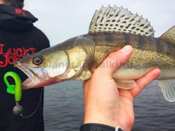 Виброхвост LUCKY JOHN Pro Series MINNOW 2.2in 5.6см, цвет T18, 10шт. для рыбалки, Виброхвост LUCKY JOHN Pro Series MINNOW 2.2in 5.6см, цвет T18, 10шт. отзывы, Виброхвост LUCKY JOHN Pro Series MINNOW 2.2in 5.6см, цвет T18, 10шт. купить, Виброхвост LUCKY JOHN Pro Series MINNOW 2.2in 5.6см, цвет T18, 10шт. купить в интернет магазине, Виброхвост LUCKY JOHN Pro Series MINNOW 2.2in 5.6см, цвет T18, 10шт. выбрать, Виброхвост LUCKY JOHN Pro Series MINNOW 2.2in 5.6см, цвет T18, 10шт. обзор, Виброхвост LUCKY JOHN Pro Series MINNOW 2.2in 5.6см, цвет T18, 10шт. купить в розничном магазине