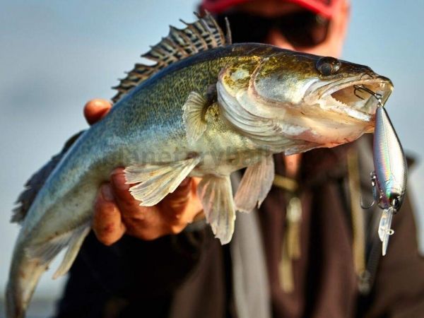 Воблер плавающий LUCKY JOHN ORIGINAL SHAD-XDR F 80мм, 14гр., 3,2м, цвет 003 для рыбалки, Воблер плавающий LUCKY JOHN ORIGINAL SHAD-XDR F 80мм, 14гр., 3,2м, цвет 003 отзывы, Воблер плавающий LUCKY JOHN ORIGINAL SHAD-XDR F 80мм, 14гр., 3,2м, цвет 003 купить, Воблер плавающий LUCKY JOHN ORIGINAL SHAD-XDR F 80мм, 14гр., 3,2м, цвет 003 купить в интернет магазине, Воблер плавающий LUCKY JOHN ORIGINAL SHAD-XDR F 80мм, 14гр., 3,2м, цвет 003 выбрать, Воблер плавающий LUCKY JOHN ORIGINAL SHAD-XDR F 80мм, 14гр., 3,2м, цвет 003 обзор, Воблер плавающий LUCKY JOHN ORIGINAL SHAD-XDR F 80мм, 14гр., 3,2м, цвет 003 купить в розничном магазине
