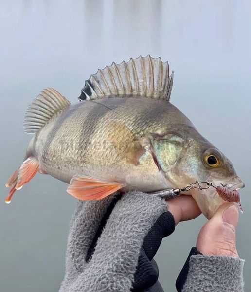 Слаги Lucky John Pro Series ULTRAWORM 1,4in 3.5см, цвет S14, 12шт. для рыбалки, Слаги Lucky John Pro Series ULTRAWORM 1,4in 3.5см, цвет S14, 12шт. отзывы, Слаги Lucky John Pro Series ULTRAWORM 1,4in 3.5см, цвет S14, 12шт. купить, Слаги Lucky John Pro Series ULTRAWORM 1,4in 3.5см, цвет S14, 12шт. купить в интернет магазине, Слаги Lucky John Pro Series ULTRAWORM 1,4in 3.5см, цвет S14, 12шт. выбрать, Слаги Lucky John Pro Series ULTRAWORM 1,4in 3.5см, цвет S14, 12шт. обзор, Слаги Lucky John Pro Series ULTRAWORM 1,4in 3.5см, цвет S14, 12шт. купить в розничном магазине