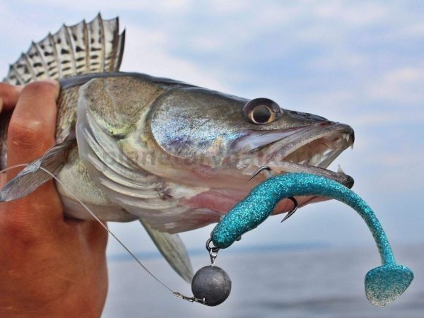 Виброхвост LUCKY JOHN Pro Series MINNOW 3.3in 8.4см, цвет T05, 7шт. для рыбалки, Виброхвост LUCKY JOHN Pro Series MINNOW 3.3in 8.4см, цвет T05, 7шт. отзывы, Виброхвост LUCKY JOHN Pro Series MINNOW 3.3in 8.4см, цвет T05, 7шт. купить, Виброхвост LUCKY JOHN Pro Series MINNOW 3.3in 8.4см, цвет T05, 7шт. купить в интернет магазине, Виброхвост LUCKY JOHN Pro Series MINNOW 3.3in 8.4см, цвет T05, 7шт. выбрать, Виброхвост LUCKY JOHN Pro Series MINNOW 3.3in 8.4см, цвет T05, 7шт. обзор, Виброхвост LUCKY JOHN Pro Series MINNOW 3.3in 8.4см, цвет T05, 7шт. купить в розничном магазине