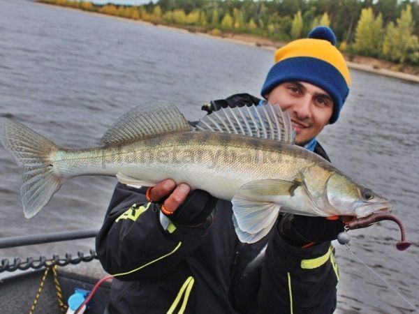 Виброхвост LUCKY JOHN Pro Series MINNOW 3.3in 8.4см, цвет S13, 7шт. для рыбалки, Виброхвост LUCKY JOHN Pro Series MINNOW 3.3in 8.4см, цвет S13, 7шт. отзывы, Виброхвост LUCKY JOHN Pro Series MINNOW 3.3in 8.4см, цвет S13, 7шт. купить, Виброхвост LUCKY JOHN Pro Series MINNOW 3.3in 8.4см, цвет S13, 7шт. купить в интернет магазине, Виброхвост LUCKY JOHN Pro Series MINNOW 3.3in 8.4см, цвет S13, 7шт. выбрать, Виброхвост LUCKY JOHN Pro Series MINNOW 3.3in 8.4см, цвет S13, 7шт. обзор, Виброхвост LUCKY JOHN Pro Series MINNOW 3.3in 8.4см, цвет S13, 7шт. купить в розничном магазине